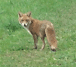 Mr Fox