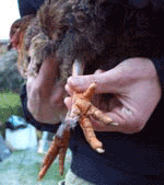 Checking a chickens feet