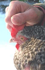 Putting vaseline on your chickens