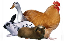 Breeds Image of a Duck and a Chicken