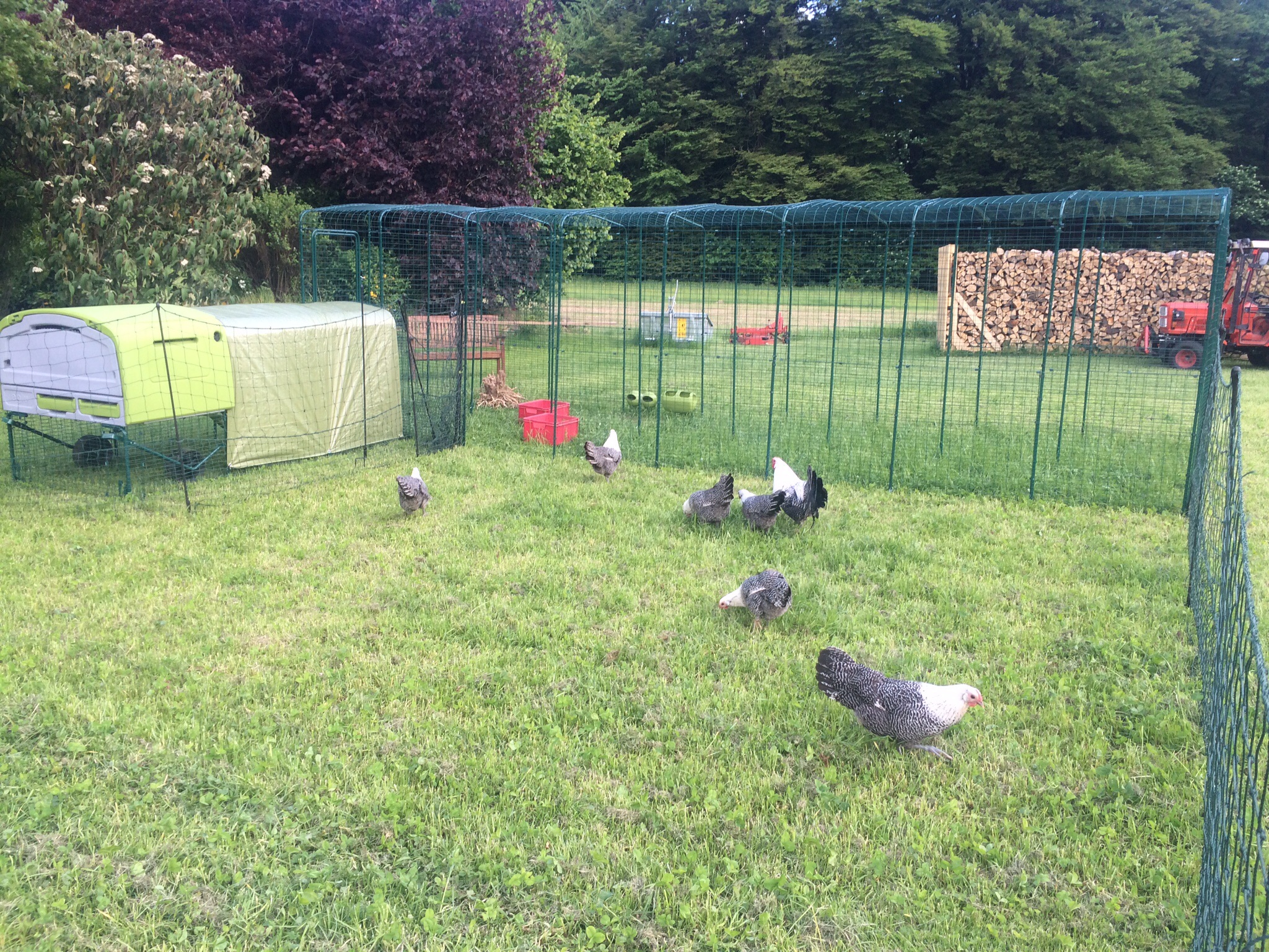 grillage a poule jardiland