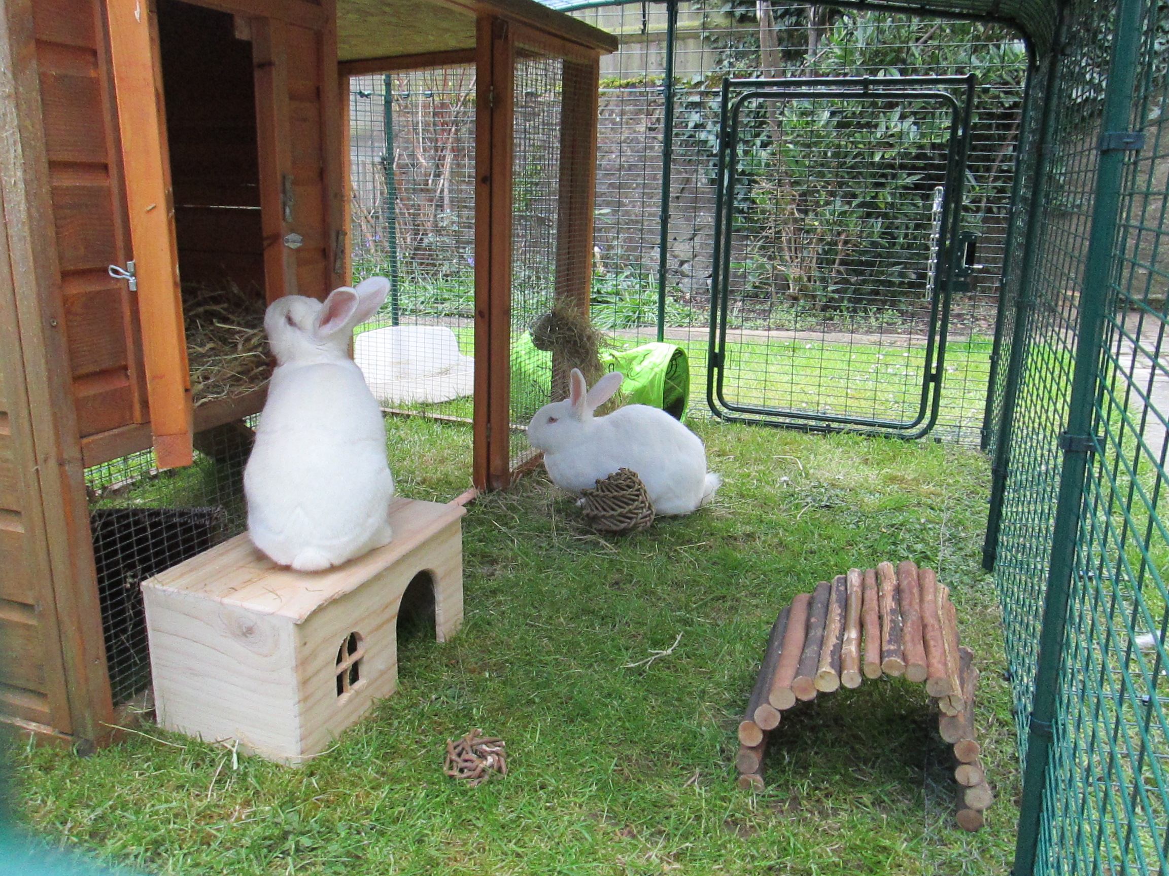 Grand enclos pour lapins Lapins Omlet