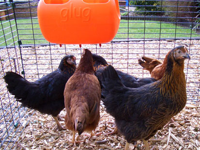 Image of chickens using the feeder and drinker