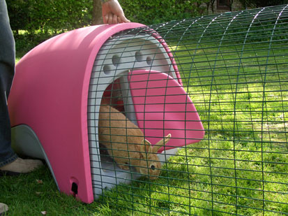 Photo of Marble the rabbit poking his head through the side hatch