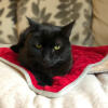 Chat noir assis sur Luxury cat christmas blanket
