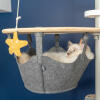 Chat blanc assis dans un hamac de Omlet Freestyle arbre à chat du sol au plafond regardant Omlet chat jouet étoile de mer