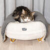 Chat dormant sur Omlet Maya lit pour chat en Snowboule blanche avec Gold pieds en épingle à cheveux et Omlet Lux urious cat blanket
