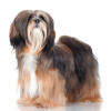 Lhassa Apso