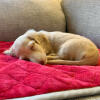 Un chien appréciant la couverture de lit pour chien rouge Omlet.