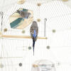 Une perruche regardant le miroir tout en étant assise sur un poteau à l'intérieur de la cage à oiseaux Geo 