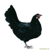 Poule de La Flèche