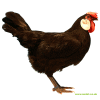 Poule de Minorque