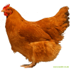 Poule rousse du Lincolnshire