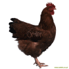 Poule du New Hampshire - Fauve