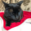 Un chat se reposant sur une couverture pour chat rouge Omlet 