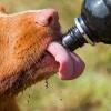 Gros plan d'un chien léchant l'eau d'une bouteille d'eau pour chien