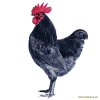 Australorp