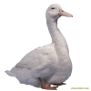 Canard d'Aylesbury