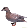 Canard mignon