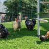 Poulets dans un poulailler avec Caddi support pour friandises suspendu à Poletree