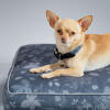 Chihuahua dans un lit pour chien coussin design forest fall grey designed by Omlet