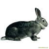 Rex chinchilla