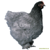 Poule Cochin