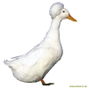 Canard huppé