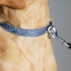 Laisse et collier pour chien design gris Omlet