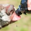 Gros plan d'un chien léchant l'eau d'une bouteille d'eau pour chien