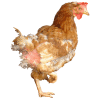 Poule ex-batterie