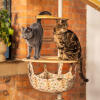Deux chats debout sur un hamac d'arbre à chat d'intérieur Freestyle 