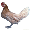 Poule de Frise