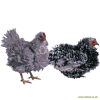 Poule frisée