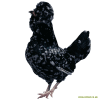 Poule de Houdan