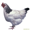 Poule du Sussex