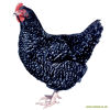 Poule de Marans