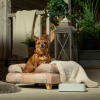 Un chihuahua se relaxant dans le lit pour chien en traversin naturel pawsteps
