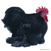 Poule bantam de Pékin