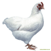 Plymouth Rock naine