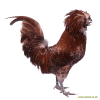 Poule de Padoue