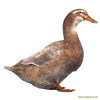 Canard de Saxe
