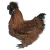 Poule soie