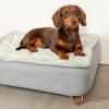 Teckel assis sur Omlet Topology lit pour chien avec couverture matelassée et Gold pieds en épingle à cheveux