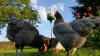 Plusieurs poules peuvent utiliser le jouet à picorer en même temps - certaines picorent, d'autres ramassent le grain.