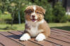 Berger australien