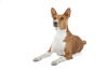Basenji