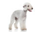 Bedlington terrier