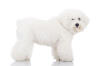 Bichon à poil frisé