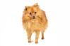 Spitz allemand